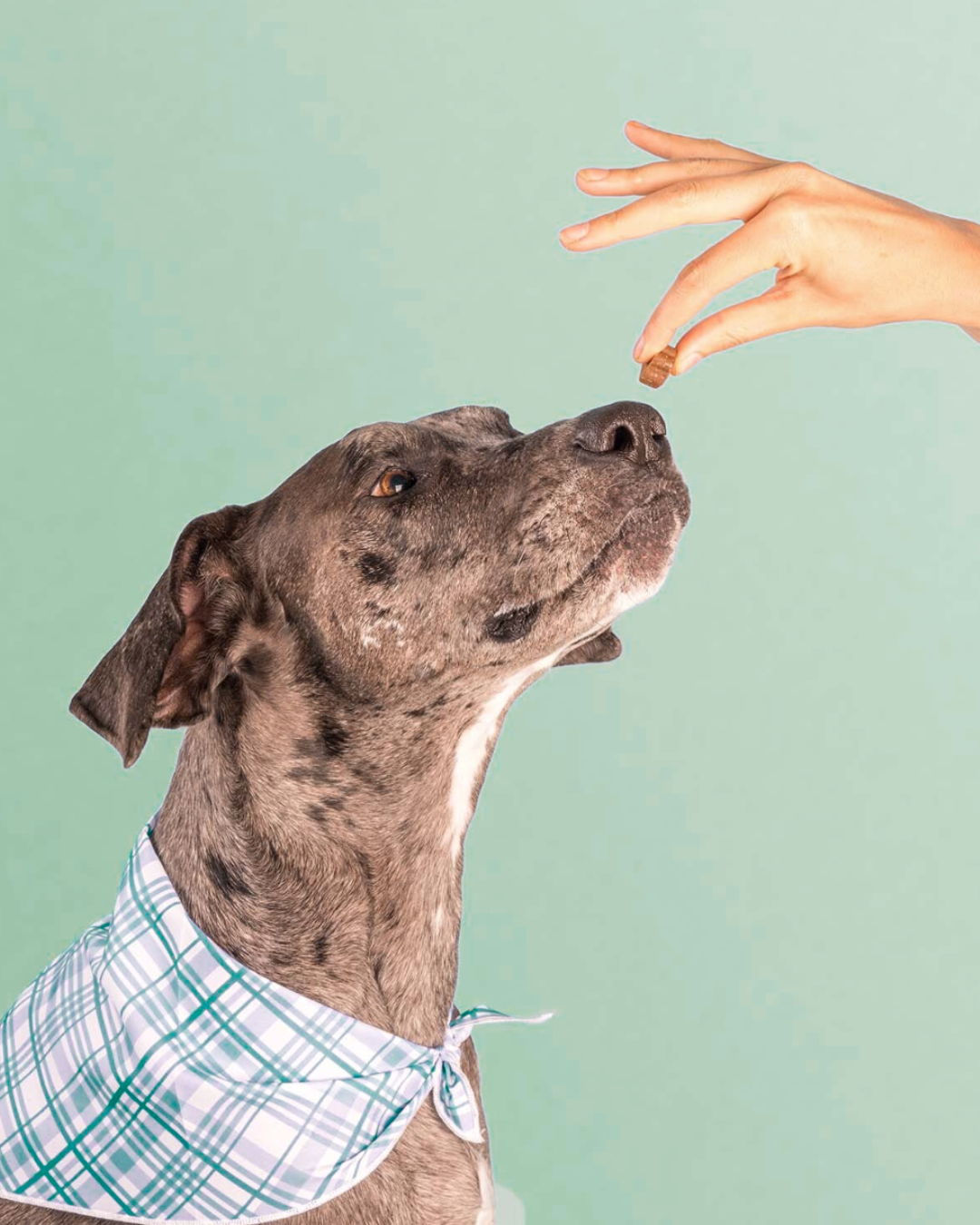 Rituel PL-01™ Multivitamines quotidiennes chien