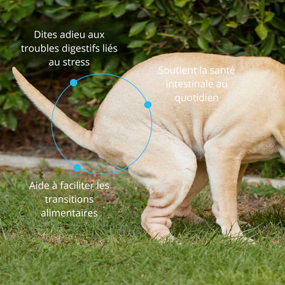 Racine PL-02™ — Anti-stress & digestion chien